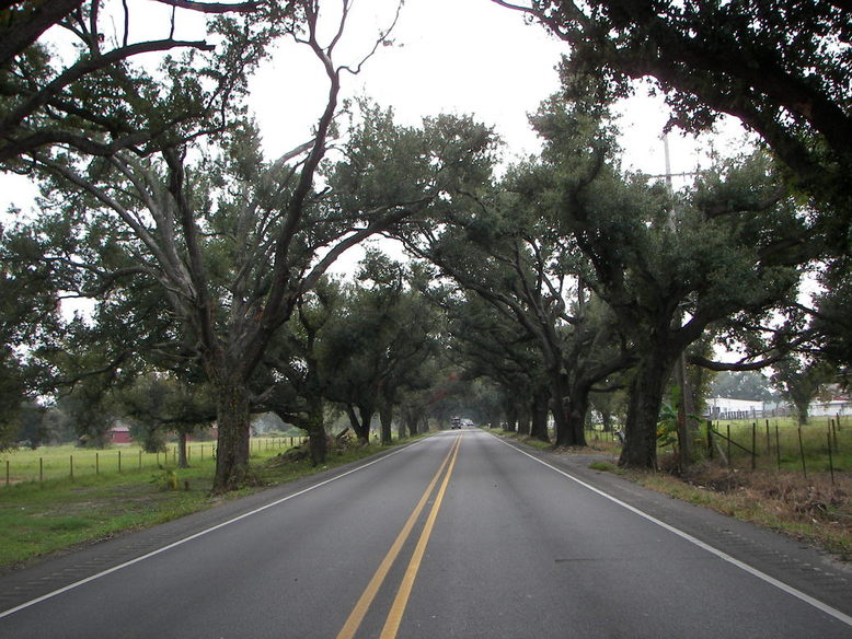 Meraux, LA: Tunnel of trees in Meraux