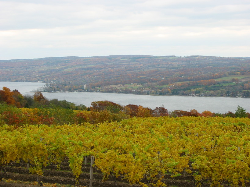 Geneva, NY: Seneca Lake Vineyard