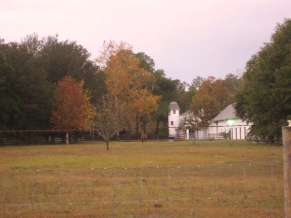 Brooksville, FL: Dancing Buffalo Ranch, in Brooksville Fl. we're an entertainment & educational ranch.