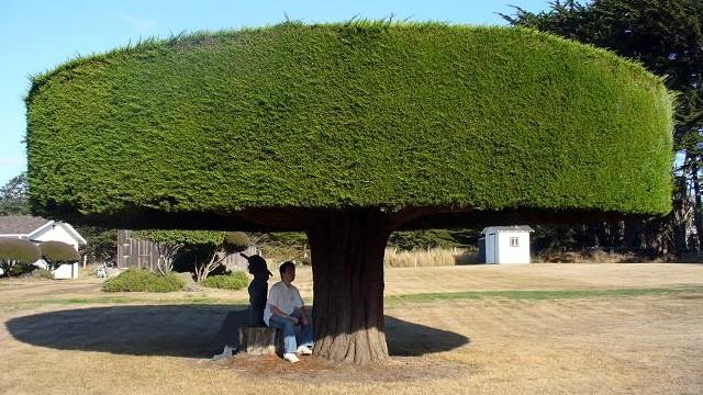 Point Arena, CA: Weird Tree