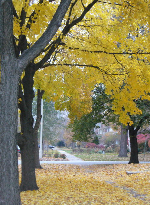 Oak Park, IL: Oak Park in Fall