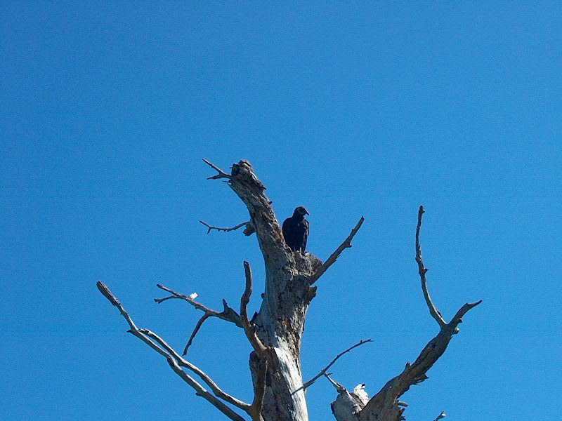 Malabar, FL: Lonely bird on a dead tree.....