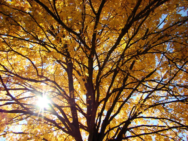 Lewistown, IL: Sunlight through tree