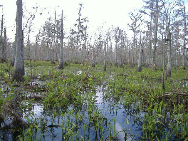 North Hodge, LA: behind mill where swamp is