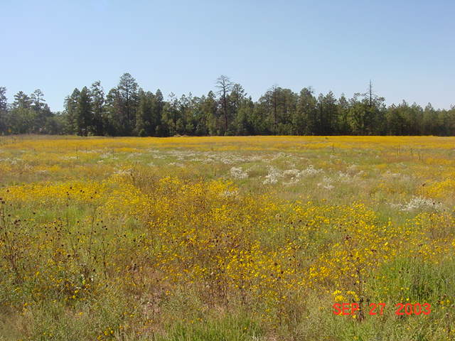 Pinetop-Lakeside, AZ: Field in Lakeside