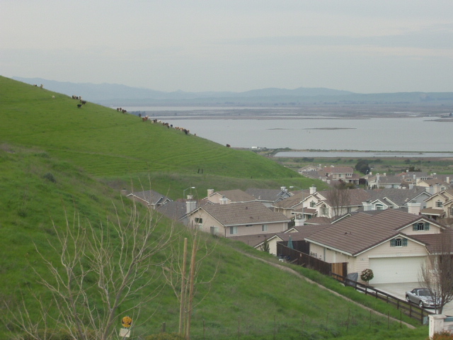 Bay Point, CA: Green Hills, Cow's, Water and Community in Beautiful Bay Point