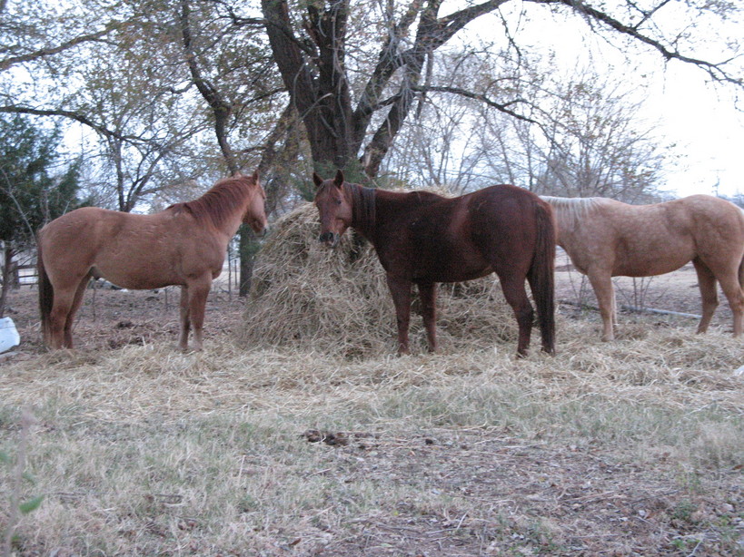 Cherokee, OK: Horseys eating their Thanksgiving Feast