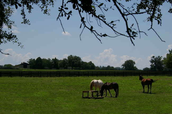 Reddick, FL: Horses in the pasture, located in Reddick, Fl