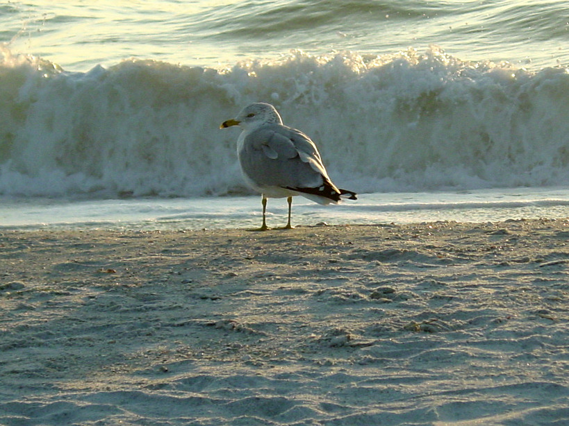 St. Petersburg, FL: A seagull searching for dinner at sunset