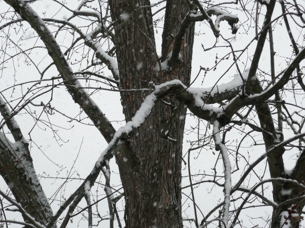 Newark, DE: Tree laiden with first snow showers