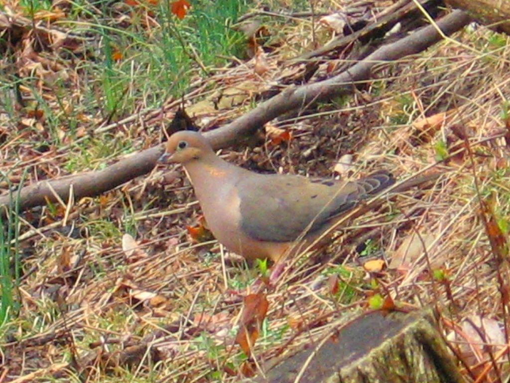 Fairmont, WV: Mourning Dove