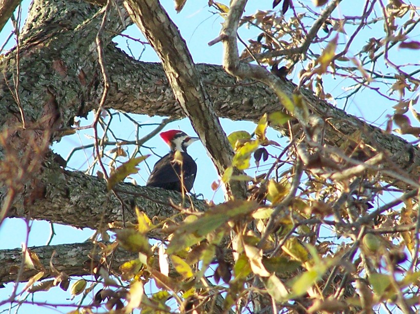 Clayton, NC: A picture of a Pileated Woodpecker in a pecan tree; Clayton, NC