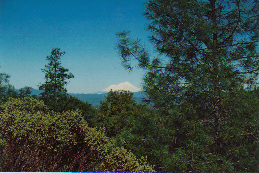 Shingletown, CA : View of Shasta from Hwy. 44 from Shingletown to 