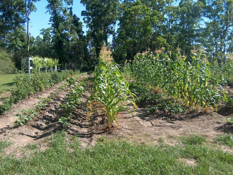 Hurley, MS: summer garden hurley ms