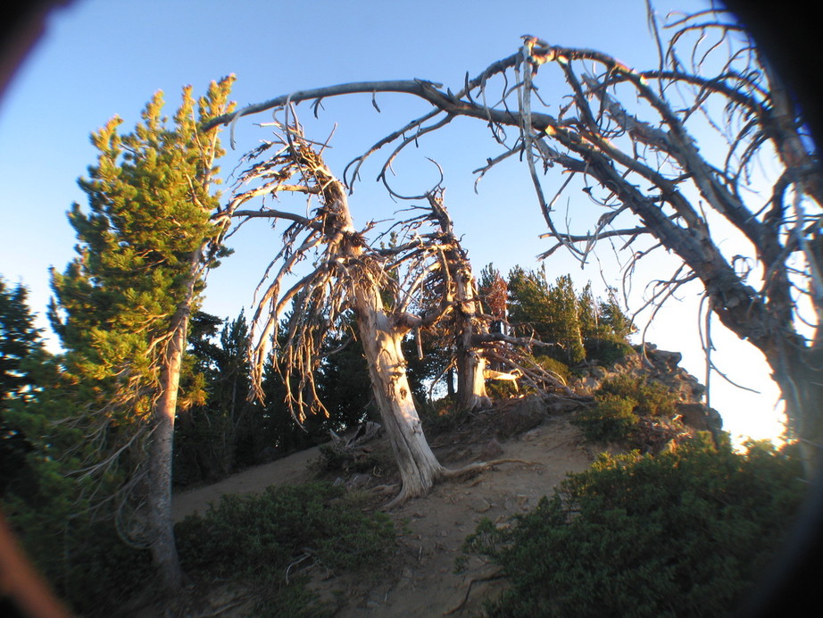 Sisters-Millican, OR: Stunted trees on Paulina PK...