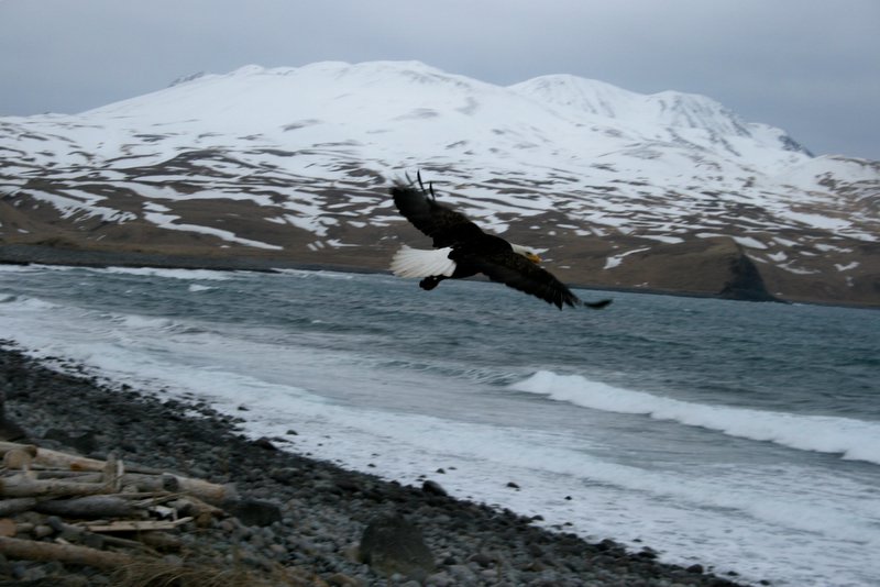 Adak, AK Eagle in flight at Bering Sea, past Clam Lagoon. photo