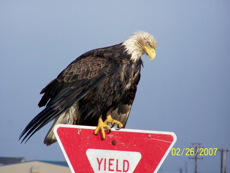 Adak, AK: Eagle on yield sign near airport on Adak.