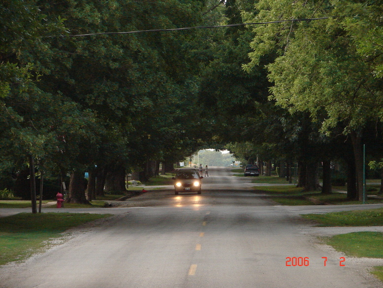 Argenta, IL: Leafy canopy over N. North St, Argenta IL looking North in July