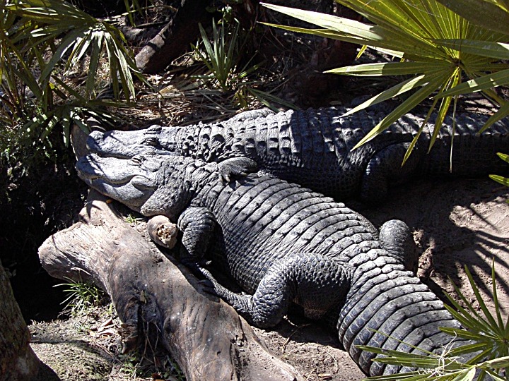 Melbourne, FL: Gator "buddies" at the Brevard County Zoo in Melbourne