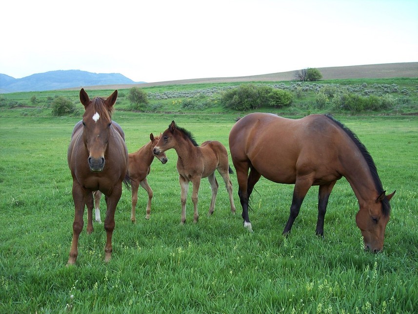Grace, ID Outskirts of town, Grace Idaho photo, picture, image (Idaho