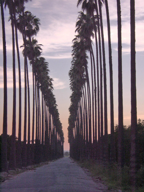 Redlands, CA: Palm trees in Redlands 2001