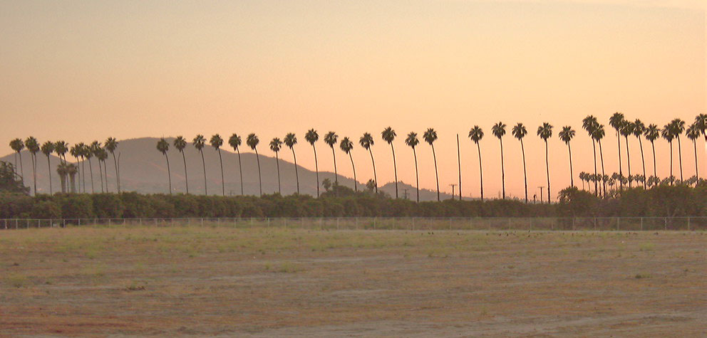 Redlands, CA: Palm trees in Redlands 2001