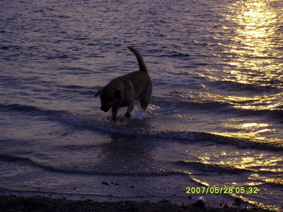 Stockton, MO: My best friend playing in Stockton Lake.