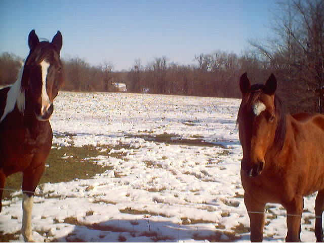 Freeman, MO: horses in winter
