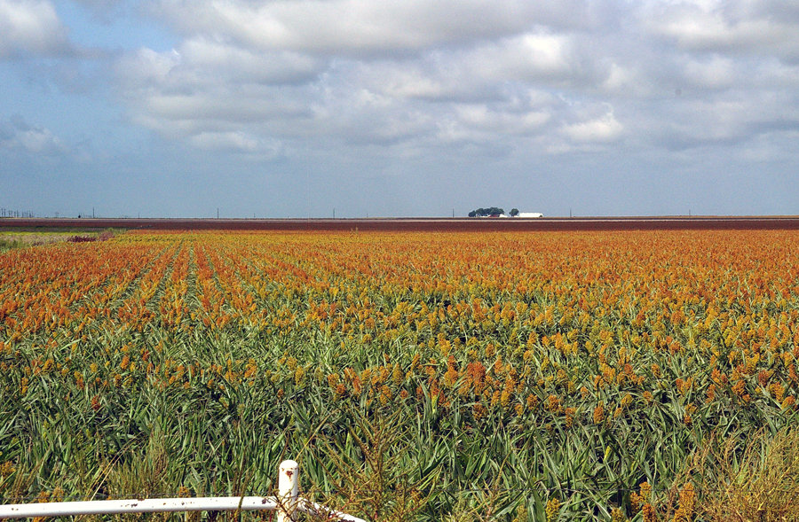 Pampa, TX : MILO as far as the eye can see off Highway 70 south of