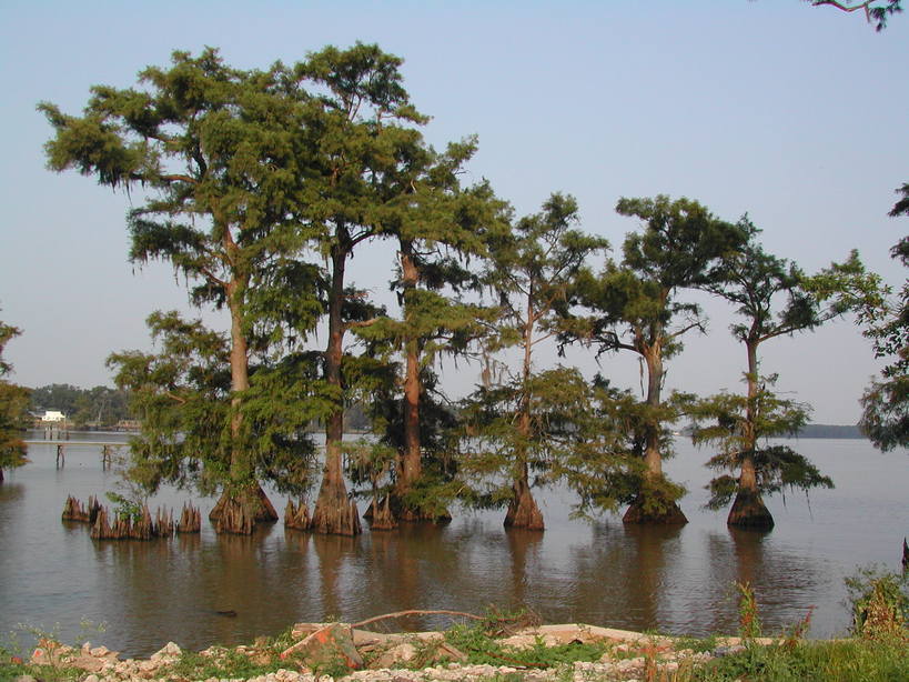 Lake Arthur, LA: Cypress Trees, Lake Arthur, LA