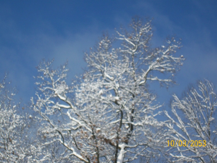 Dellona, WI: A Beatiful Tree against the Blue Sky.