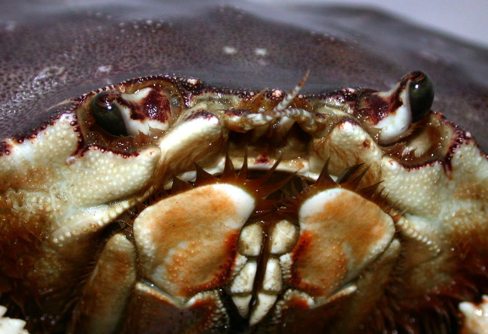 Crescent City, CA Who's Eating Whom??? Crab Season in C.C. photo