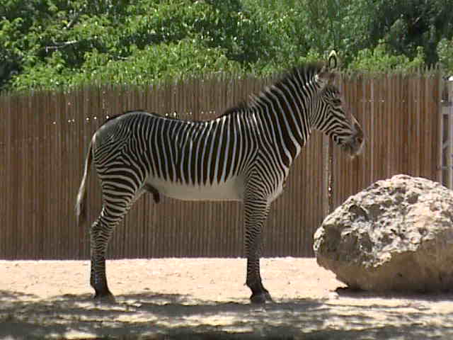 Oljato, UT: A Zebra at Salt Lakes Hogel Zoo!