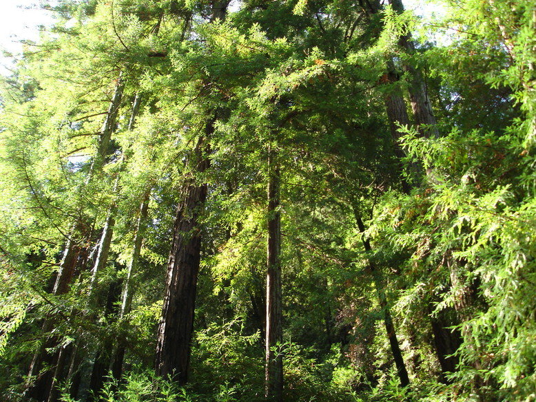 San Geronimo, CA San Geronimo photo, picture, image (California) at