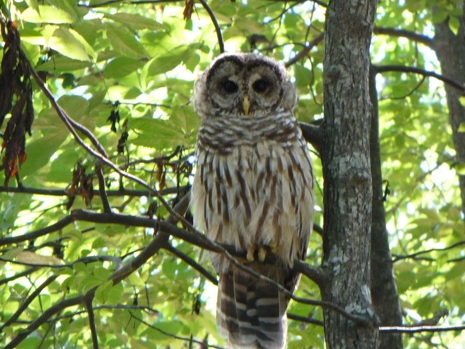 Huntsville, AL: Owl in monte sano state park