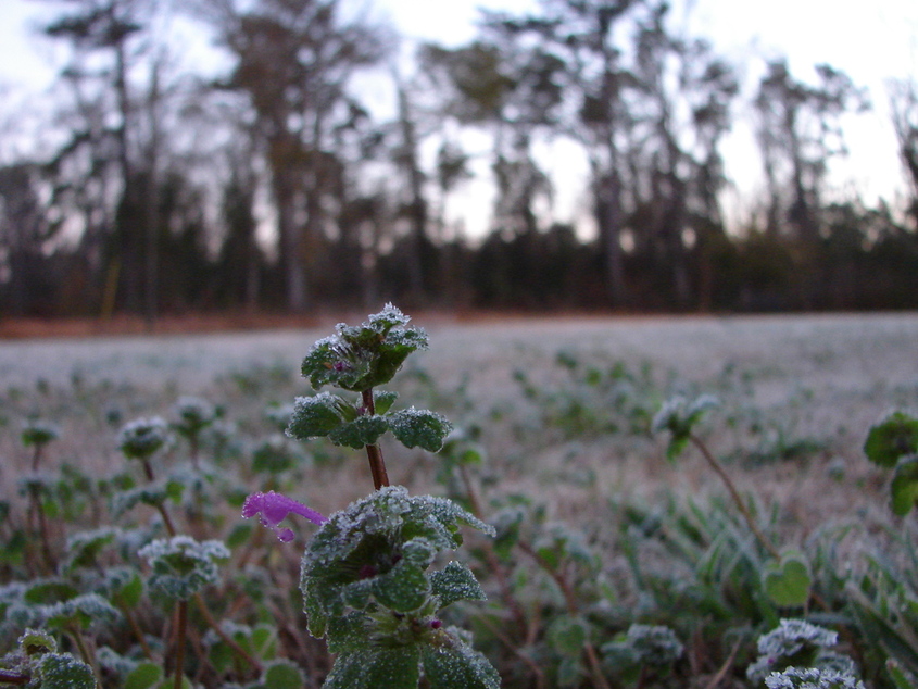 Vancleave, MS: Frosty morning in Vancleave. 1-28-2008 6:35 am.