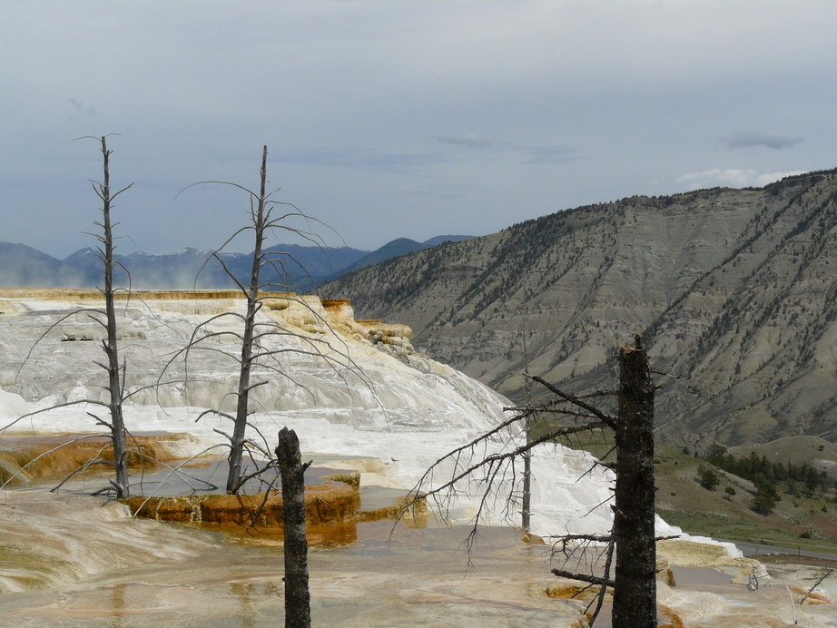 Yellowstone National Park, WY: MAMMOTH HOT SPRINGS IN YELLOWSTONE