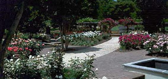 Wheaton-Glenmont, MD: Roses at Brookside Gardens