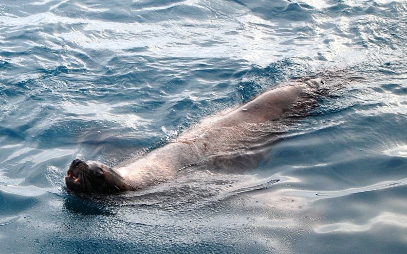 Kodiak Station, AK: Seal in water by Kodiak Fishery