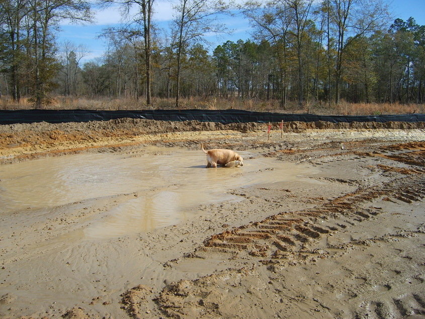 Adel, GA: The new Cook High School site Feb. 2, 2008 (Dog checking out the new Pool)