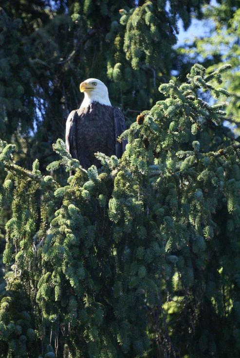 Ocean Shores, WA: Bald eagle at the Weatherwax property