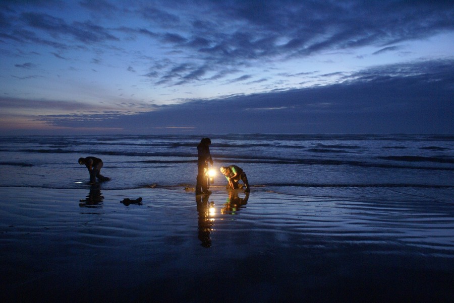 Ocean Shores, WA: night razor clam dig