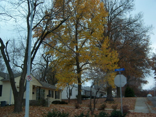 Prairie Village, KS: Fall Color - Thanksgiving Day 2007