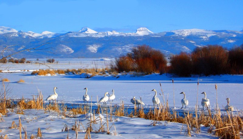 Driggs, ID: Trumpeter Swans