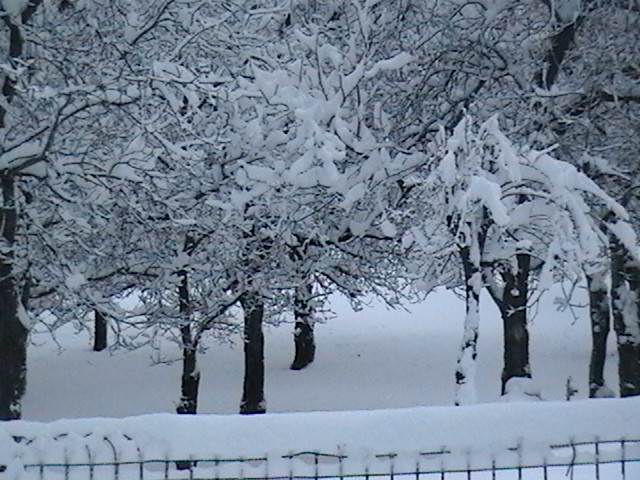 West Point-Wilseyville, CA: Snowy day in the foothills. West Point CA