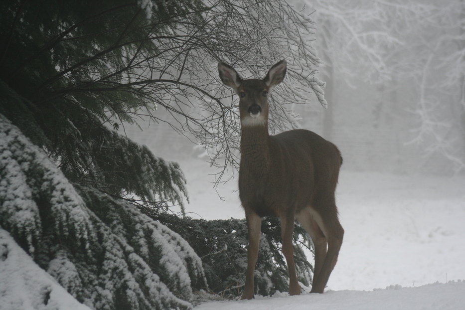Washougal, WA: deer in the washougal winter