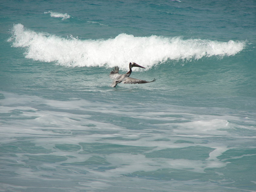 Vero Beach, FL: pelican