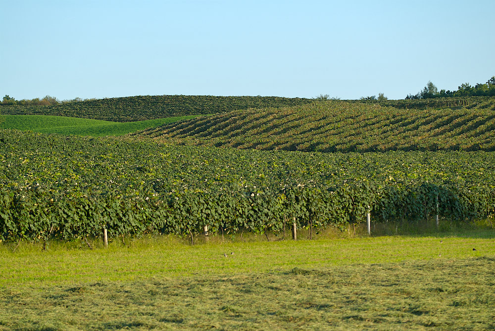 Lawton, MI: The Grapes of Lawton