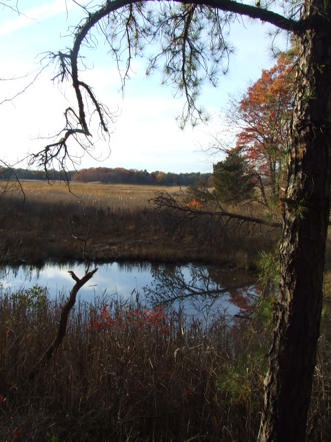 Matawan, NJ: Cheesequake State Park