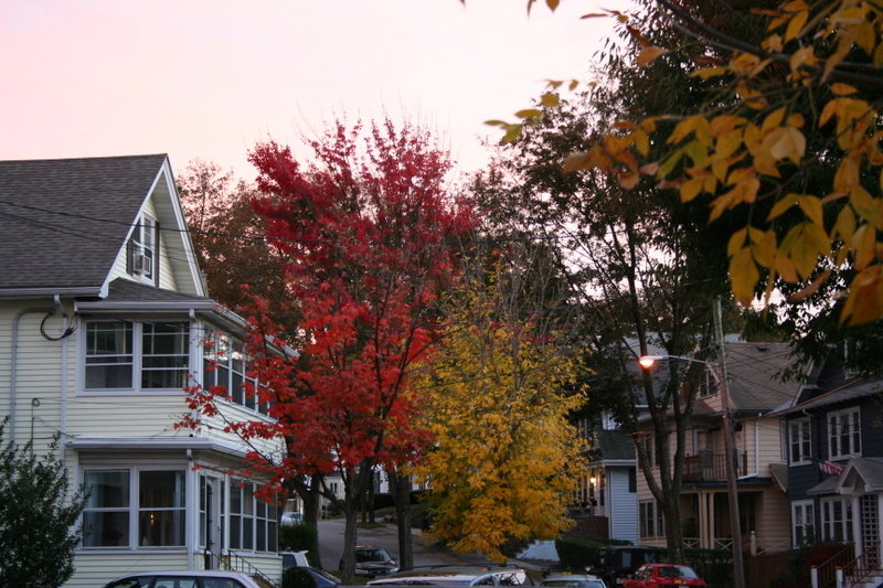 Belmont, MA: The fall colors on my street.